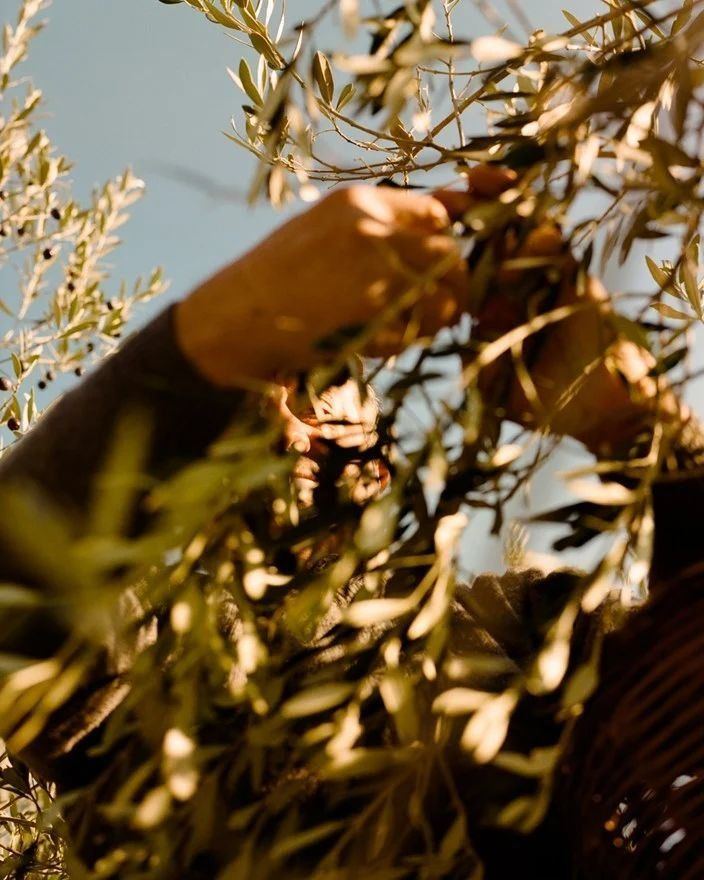 Une main qui cueille des olives contre un ciel bleu, Alentejo