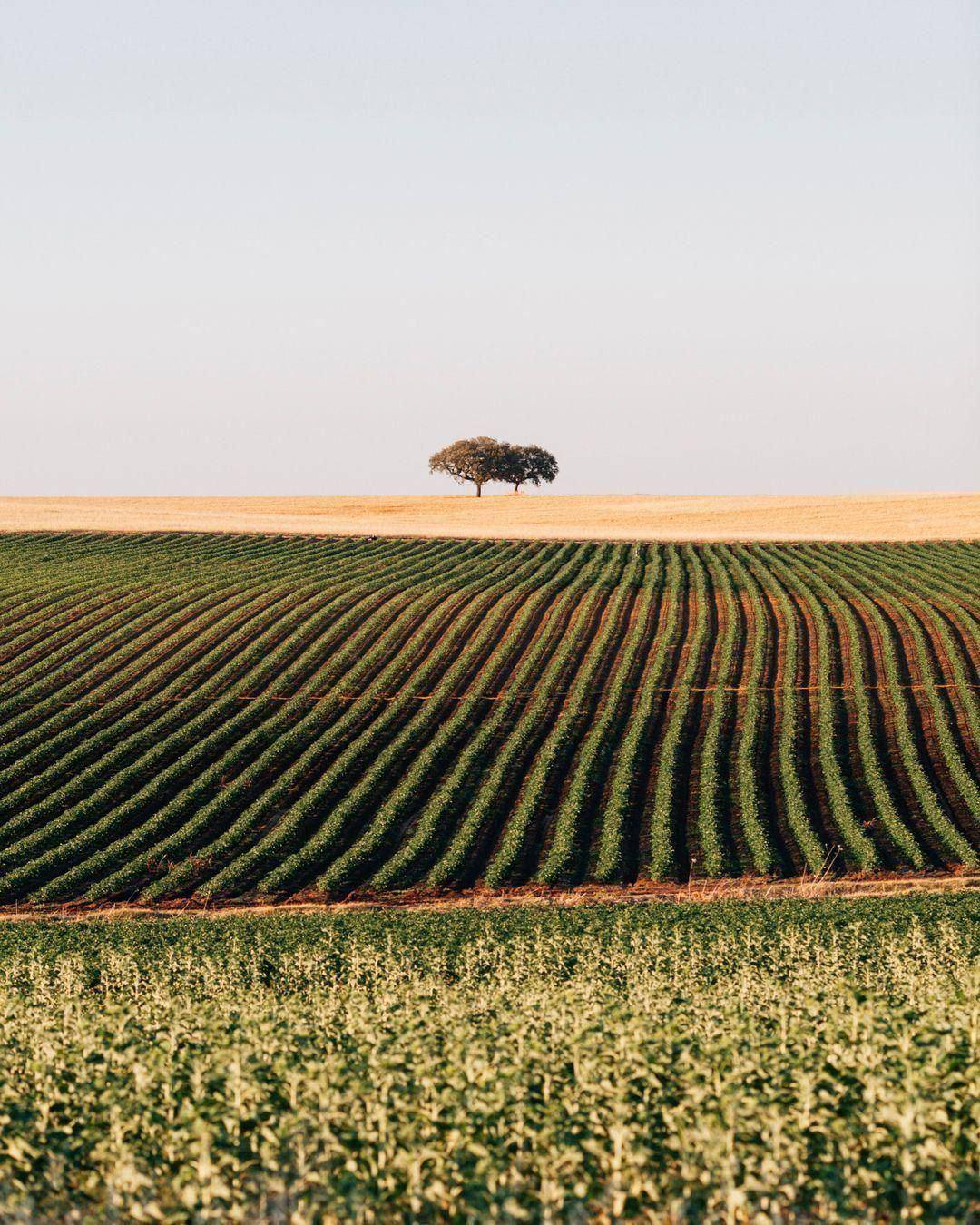 Un chêne vert isolé à l'horizon au-dessus de rangées de cultures courbes, Alentejo