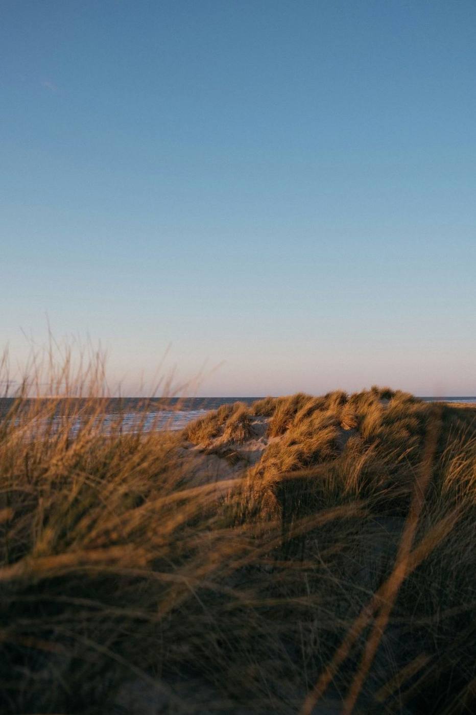 Herbes des dunes dorées au crépuscule, Comporta