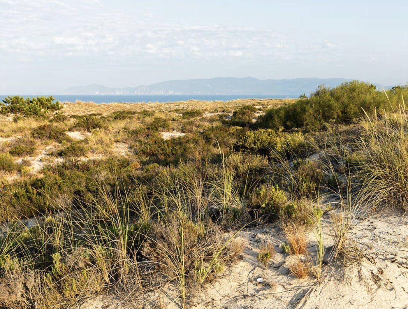 Herbes des dunes dorées au-dessus de la mer, Comporta