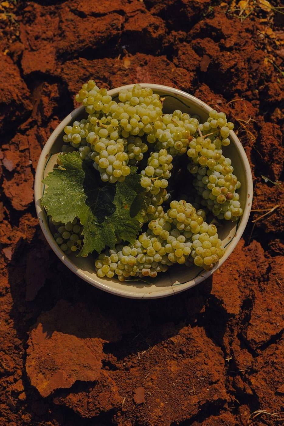 Du raisin blanc fraîchement cueilli dans un bol sur le sol de schiste rouge