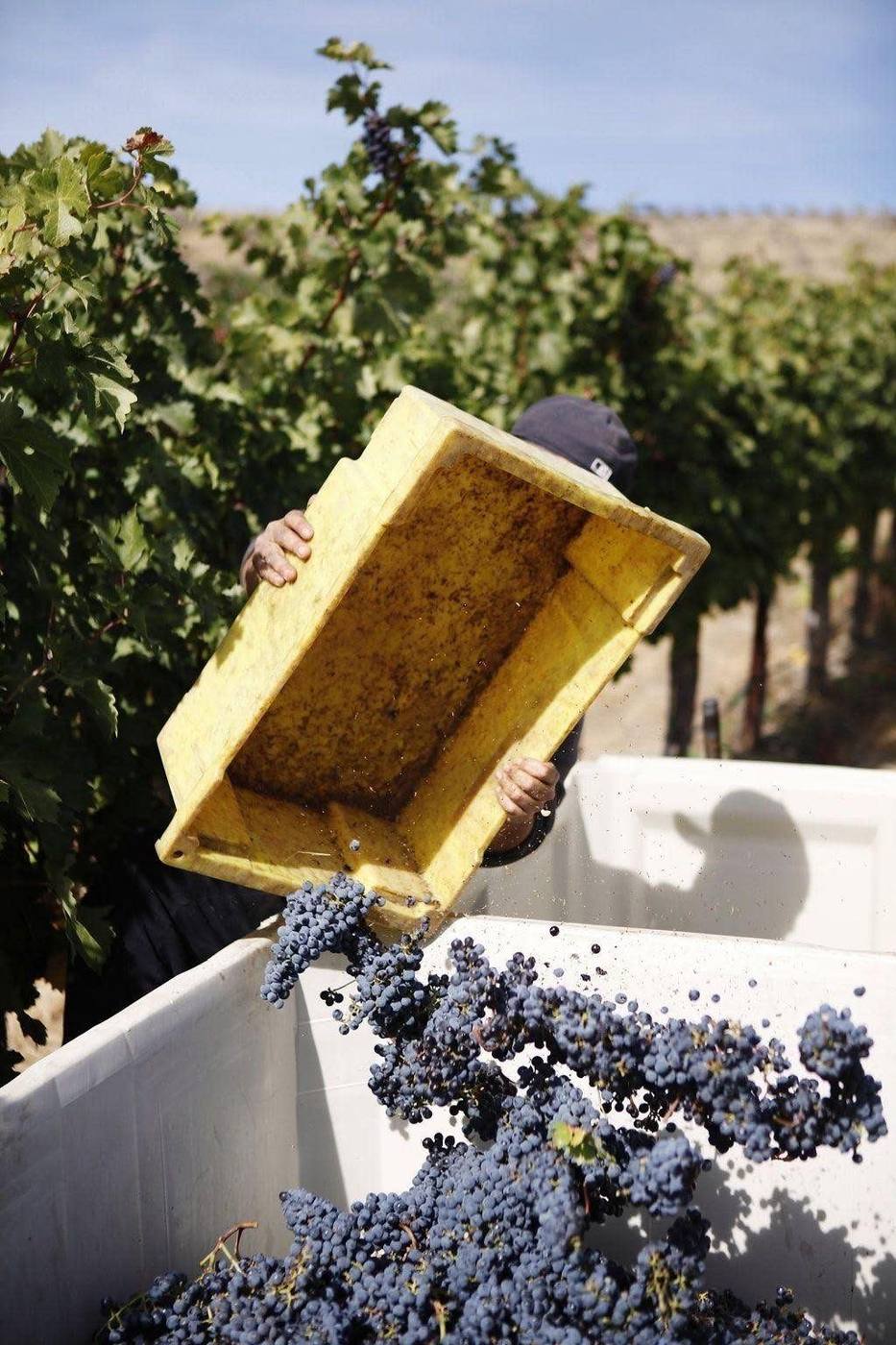 Raisins vendangés à la main versés dans une cuve, Douro