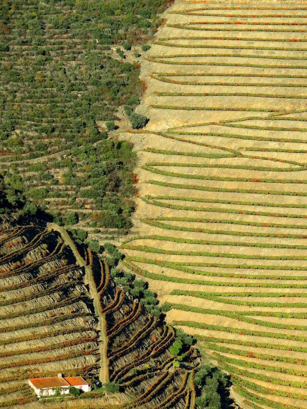 Vue aérienne des terrasses de vignes et d'une quinta, Douro