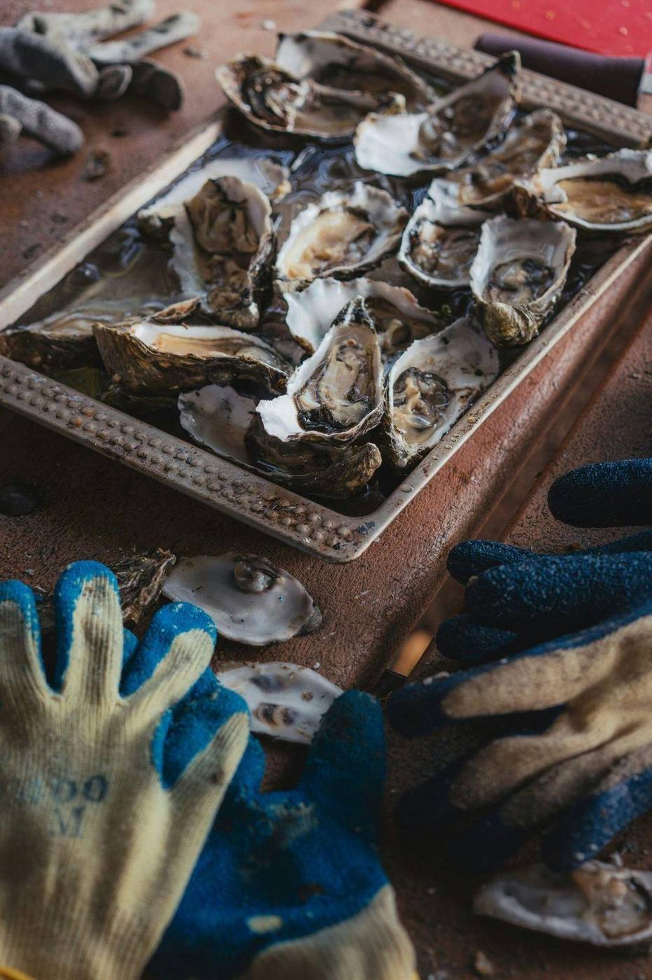 Huîtres de l'estuaire, fraîchement ouvertes