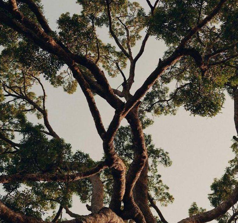 Les branches d'un arbre centenaire